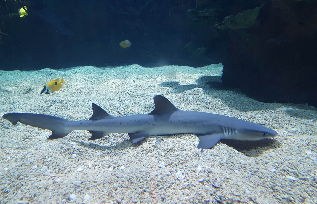 Oceanográfico de Valencia