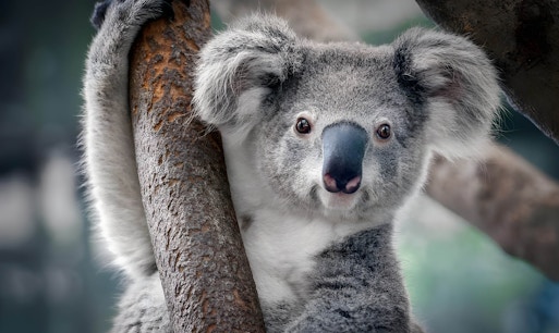 Cairns ZOOM and Wildlife Dome