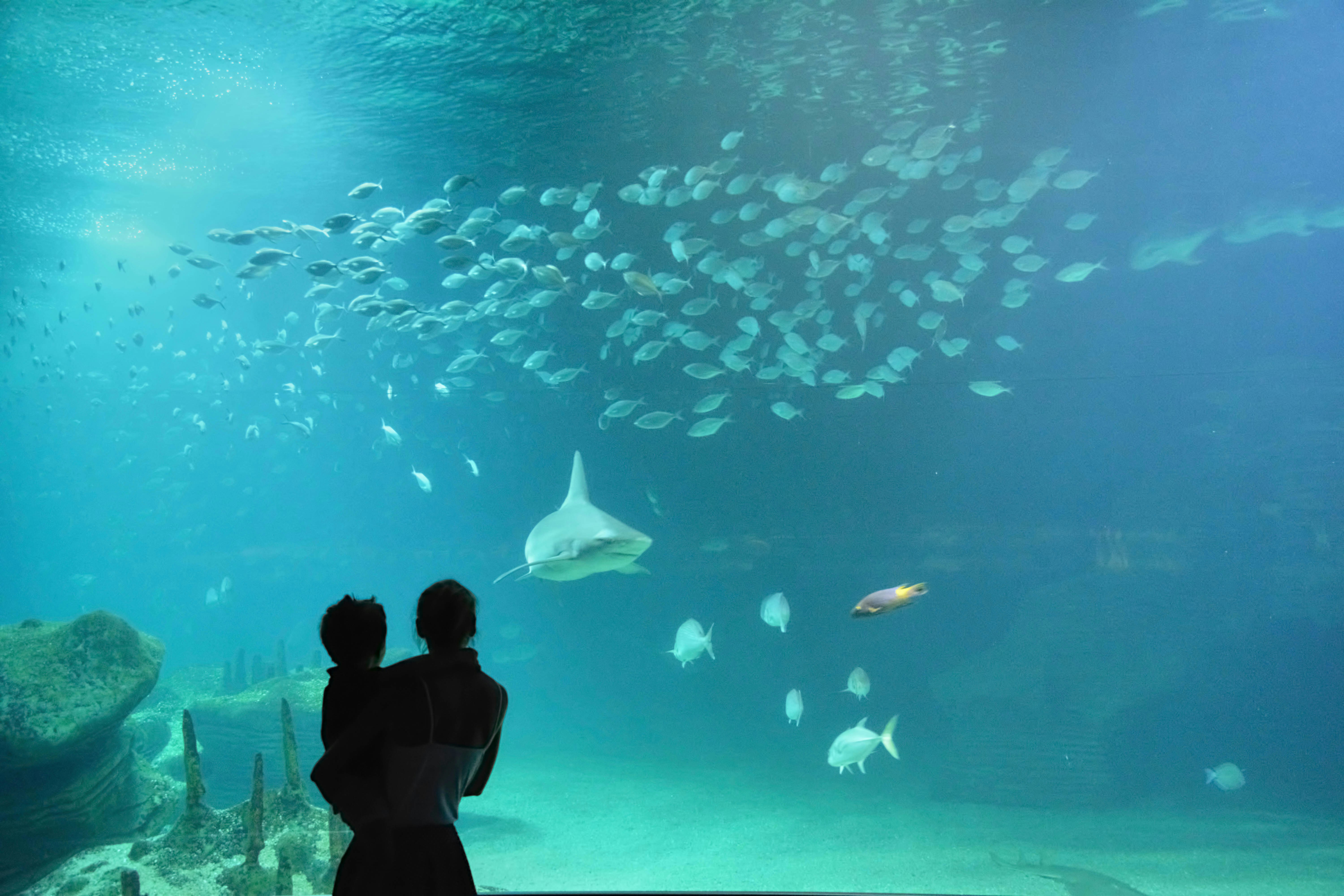 Georgia Aquarium