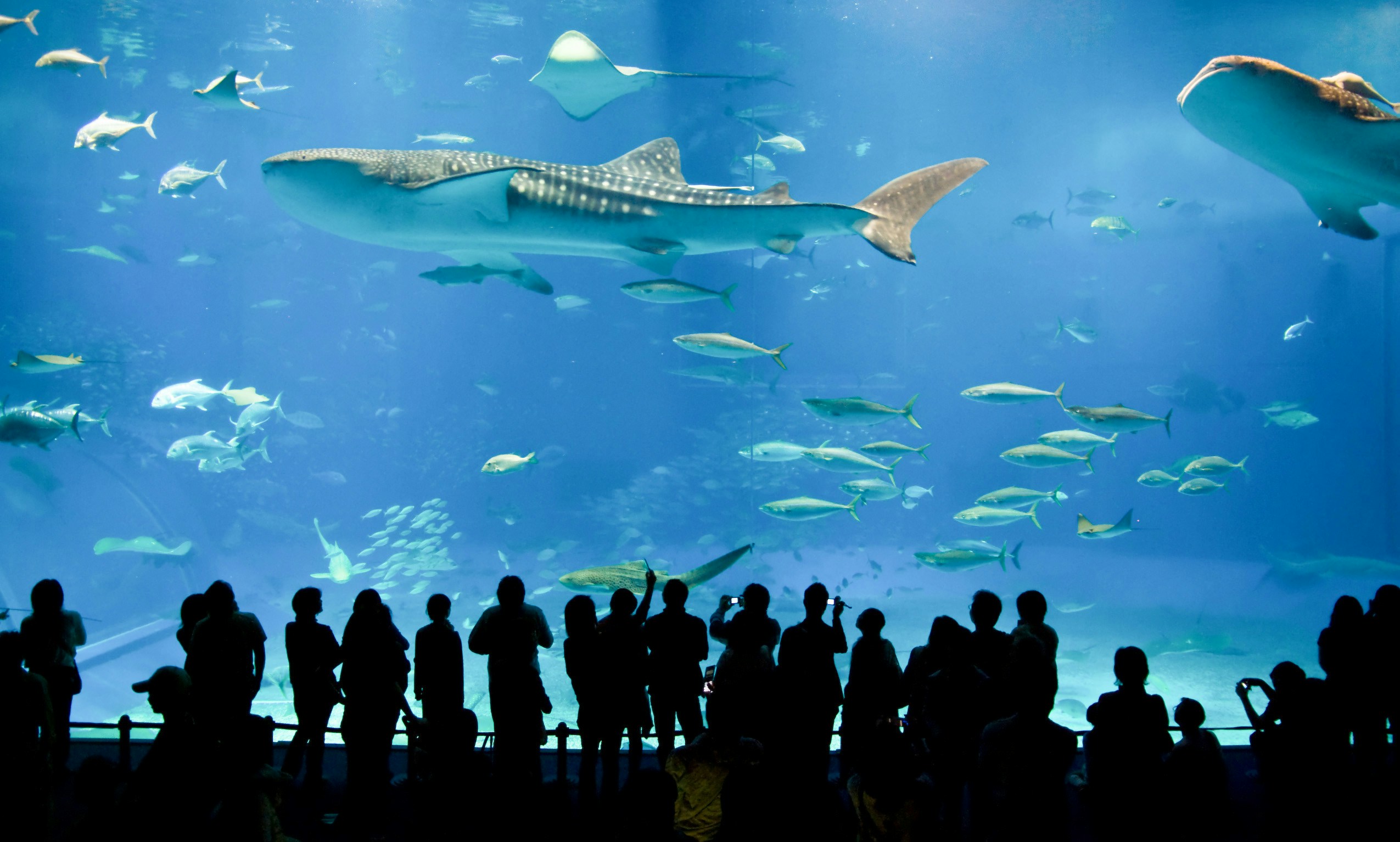 Visitors observing sharks and fish at Sea Life London Shark Walk.