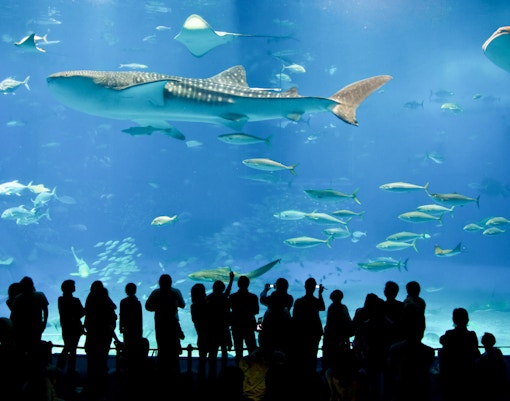 sea life aquarium londres