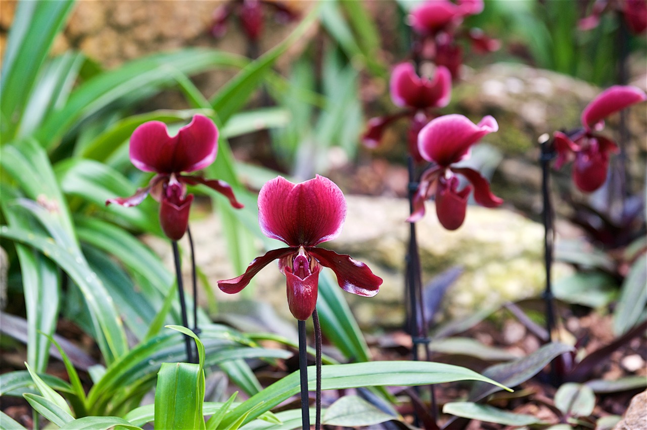 Loro Parque Ticket Highlights