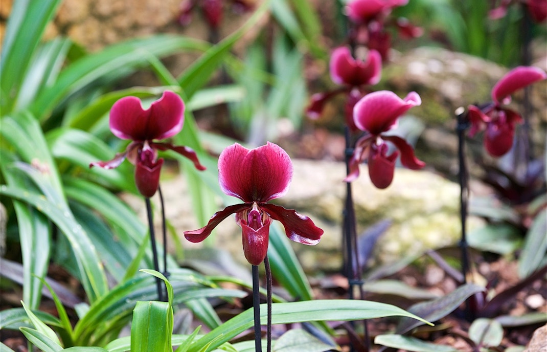 Loro Parque Ticket Highlights