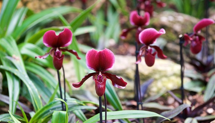 Extensive orchid displays