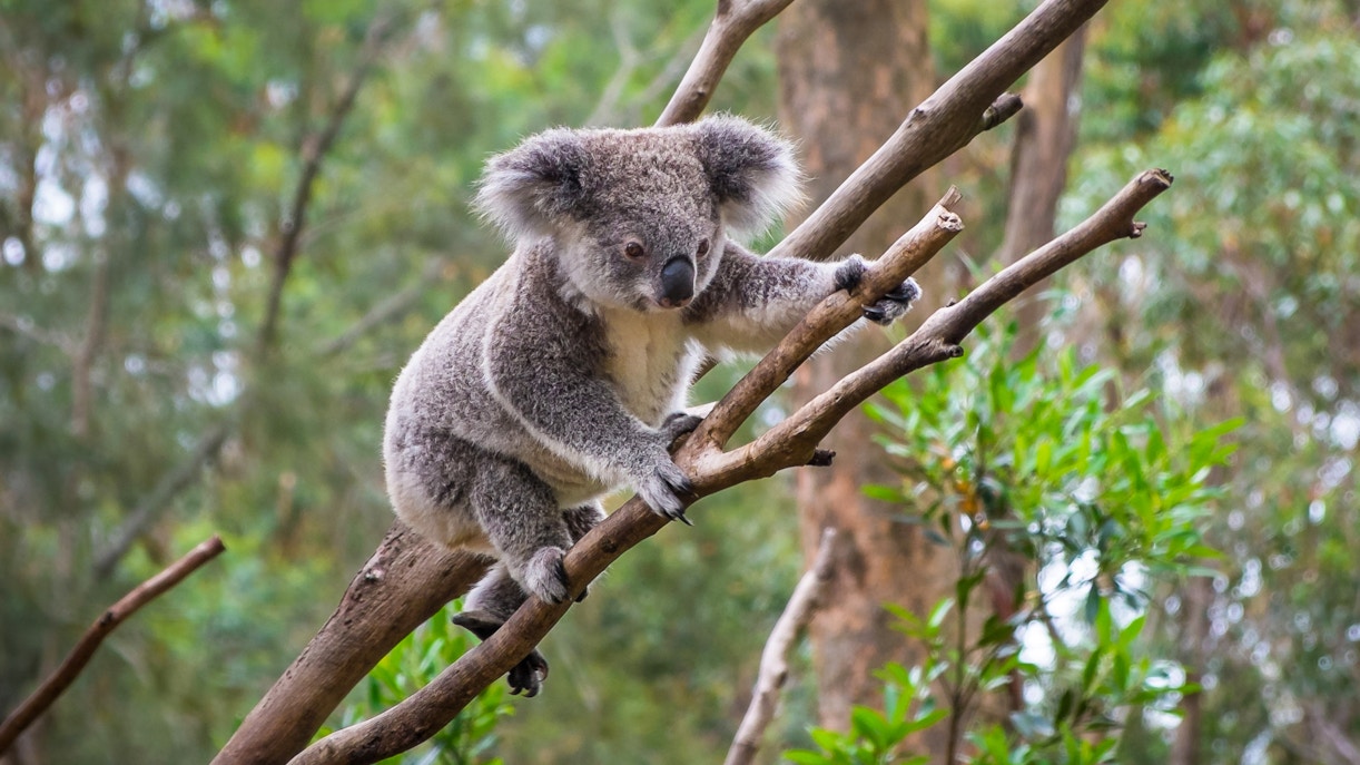 Bonorong Wildlife Sanctuary