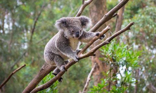 Kuranda Koala Gardens