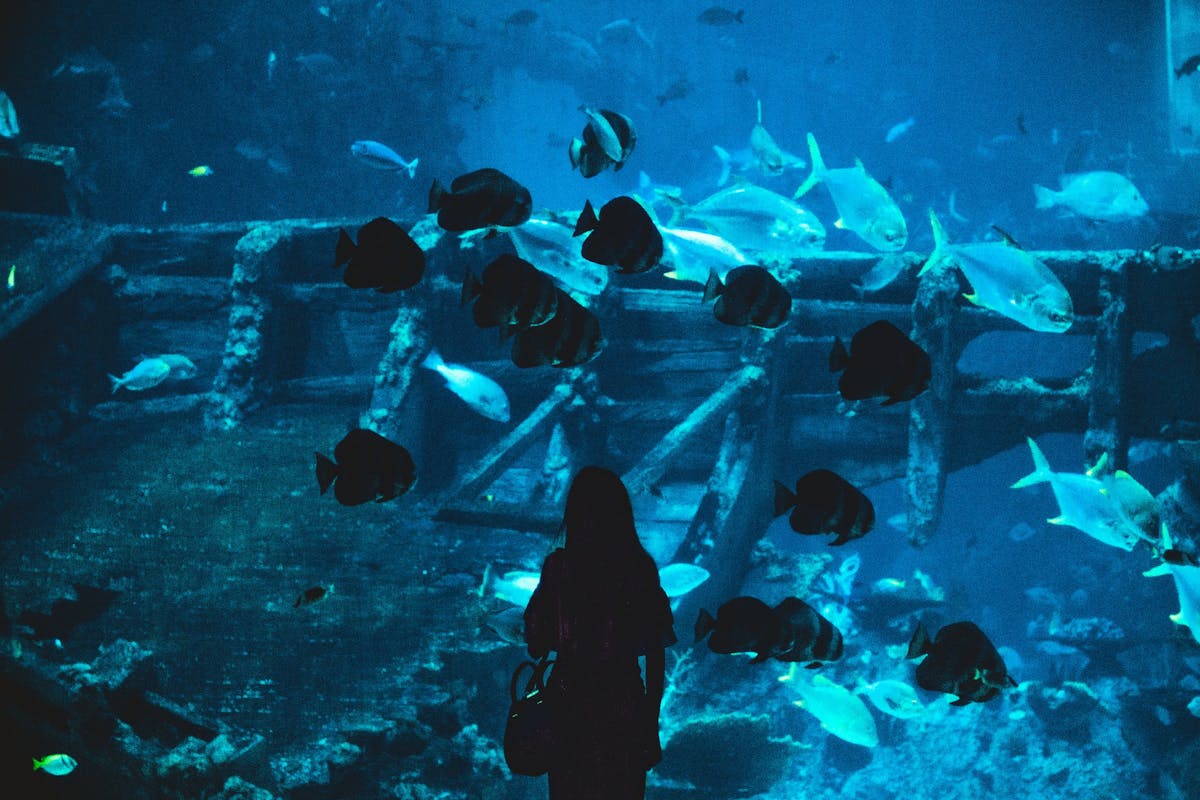 singapore SEA aquarium