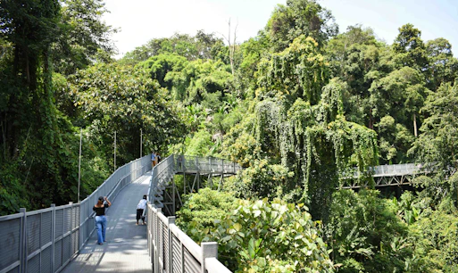 Tamborine Rainforest Skywalk