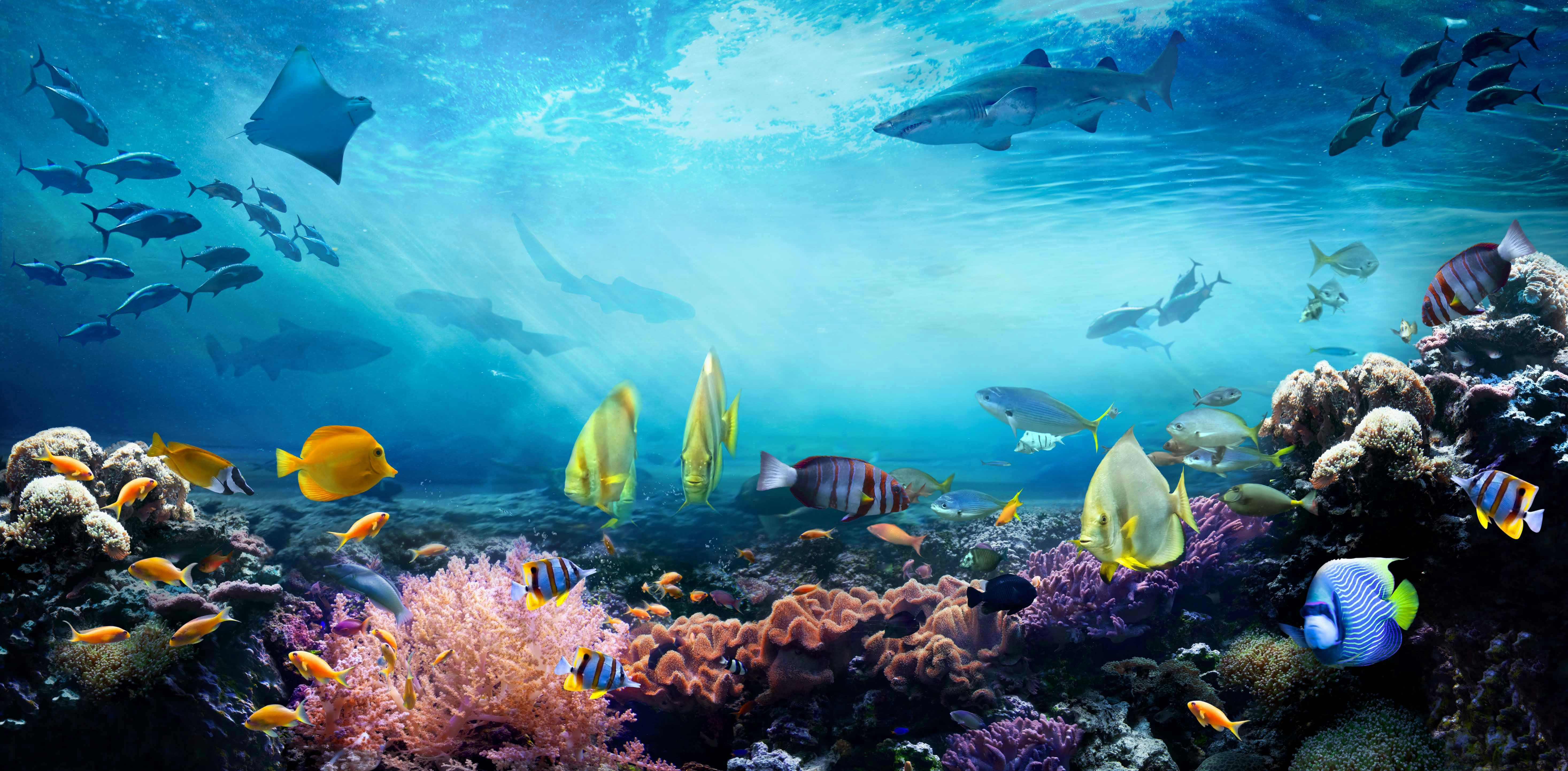 Atlantic Oceans