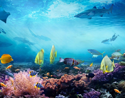 sea life aquarium londres