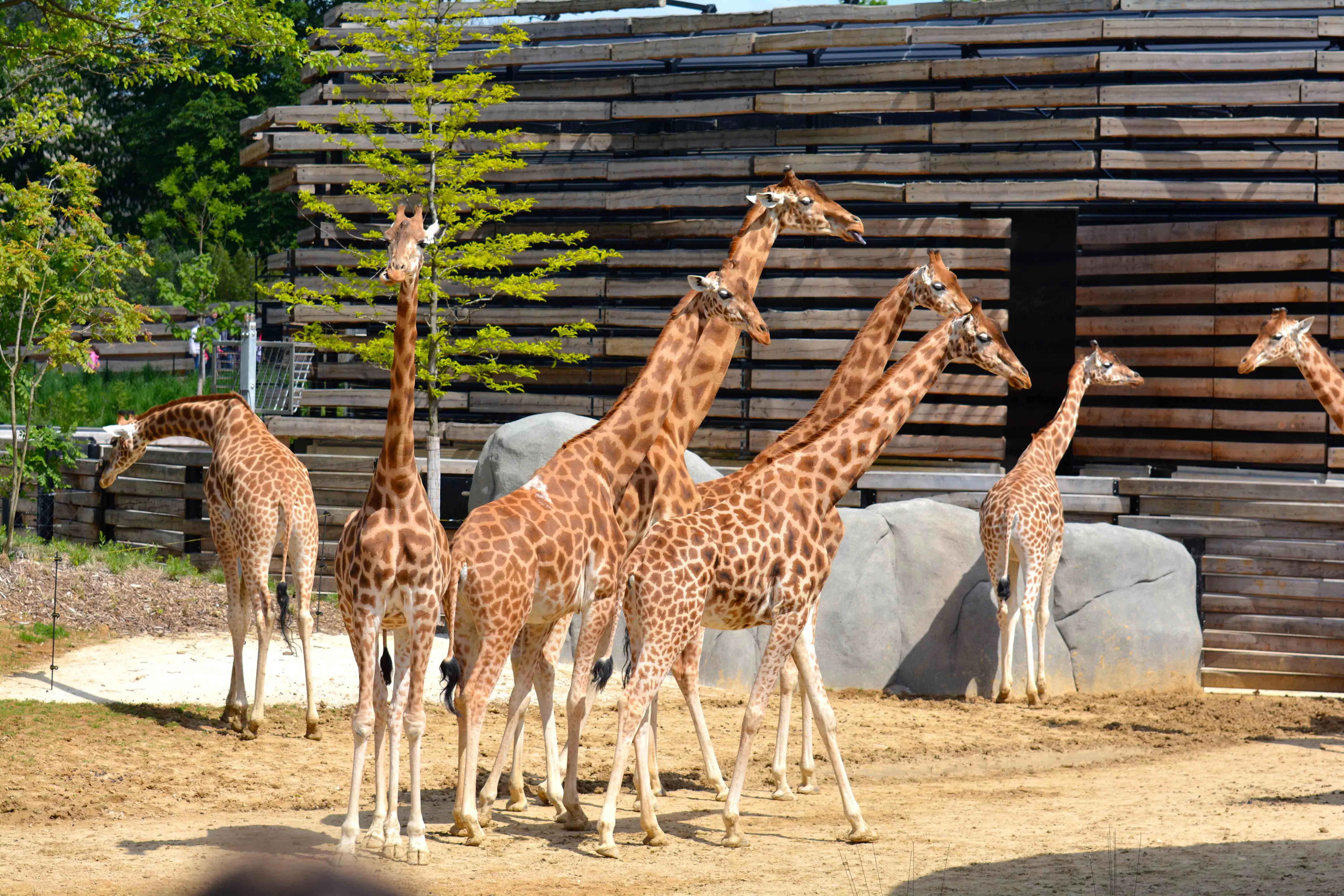 Giraffes in an outdoor enclosure at a Paris zoo.