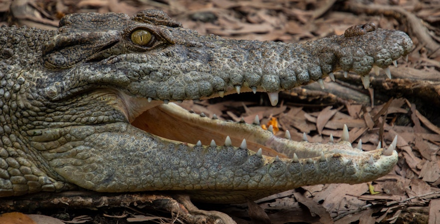 Cairns ZOOM and Wildlife Dome