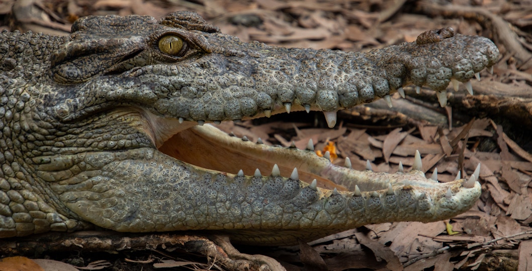 Cairns ZOOM and Wildlife Dome