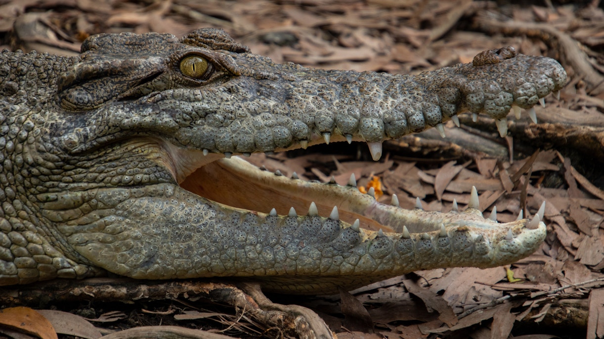 Cairns ZOOM and Wildlife Dome Tickets