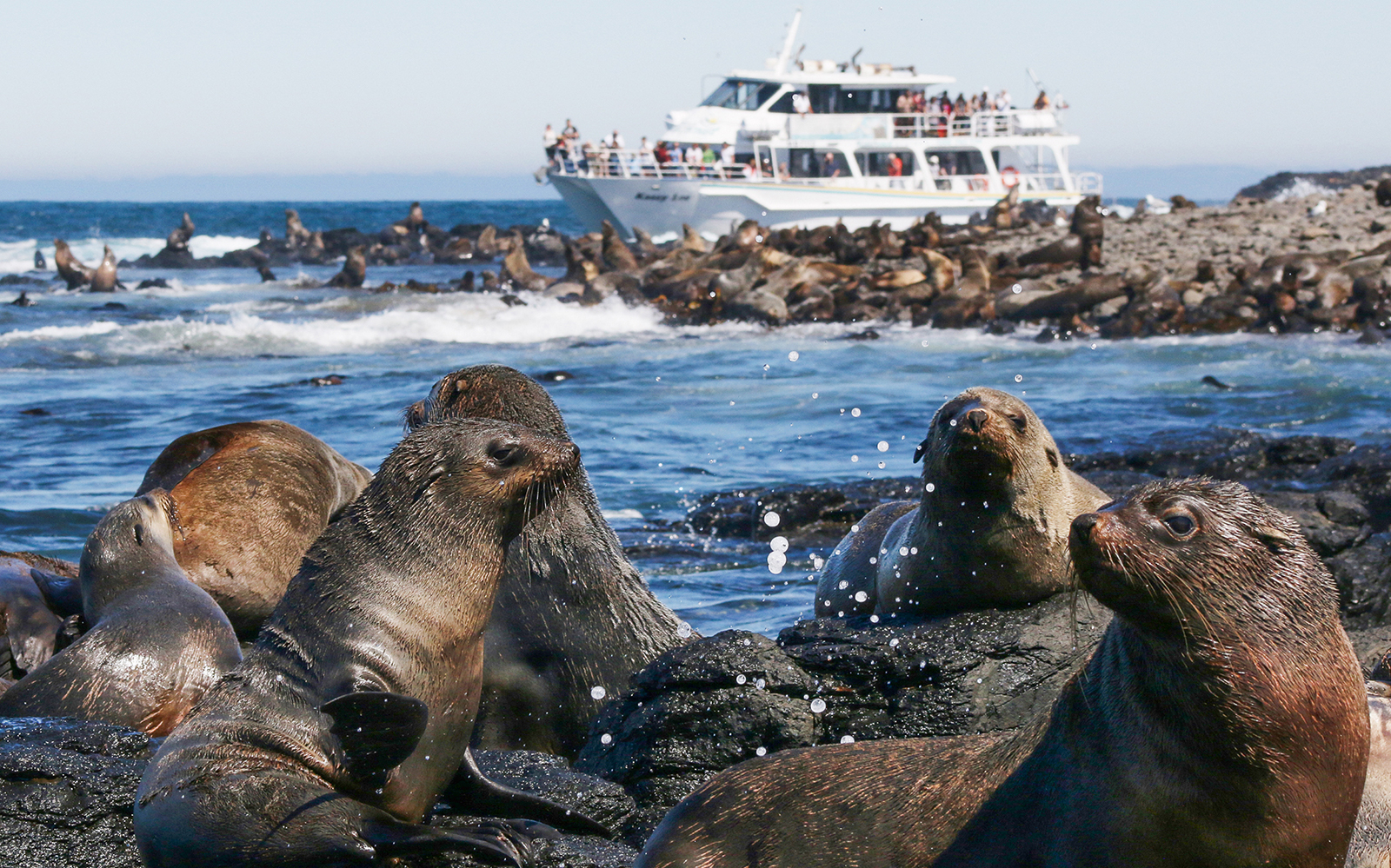 Phillip Island Cruises - Seal Watching Afternoon Cruise