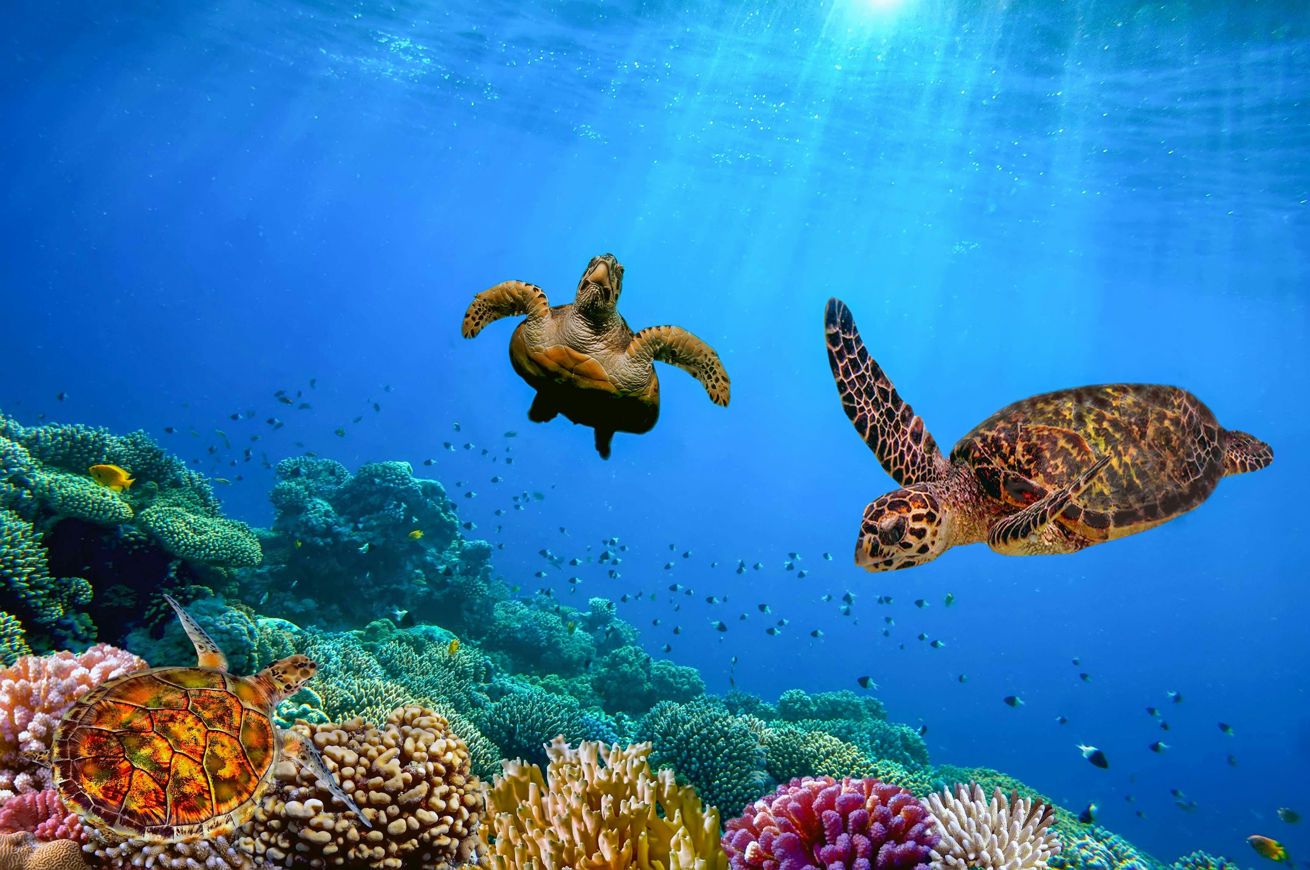 Sea turtles swimming over vibrant coral in the Great Barrier Reef.