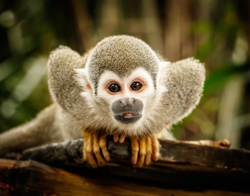 Oasis Wildlife Fuerteventura tickets