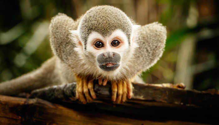 River Wonders Singapore Animals