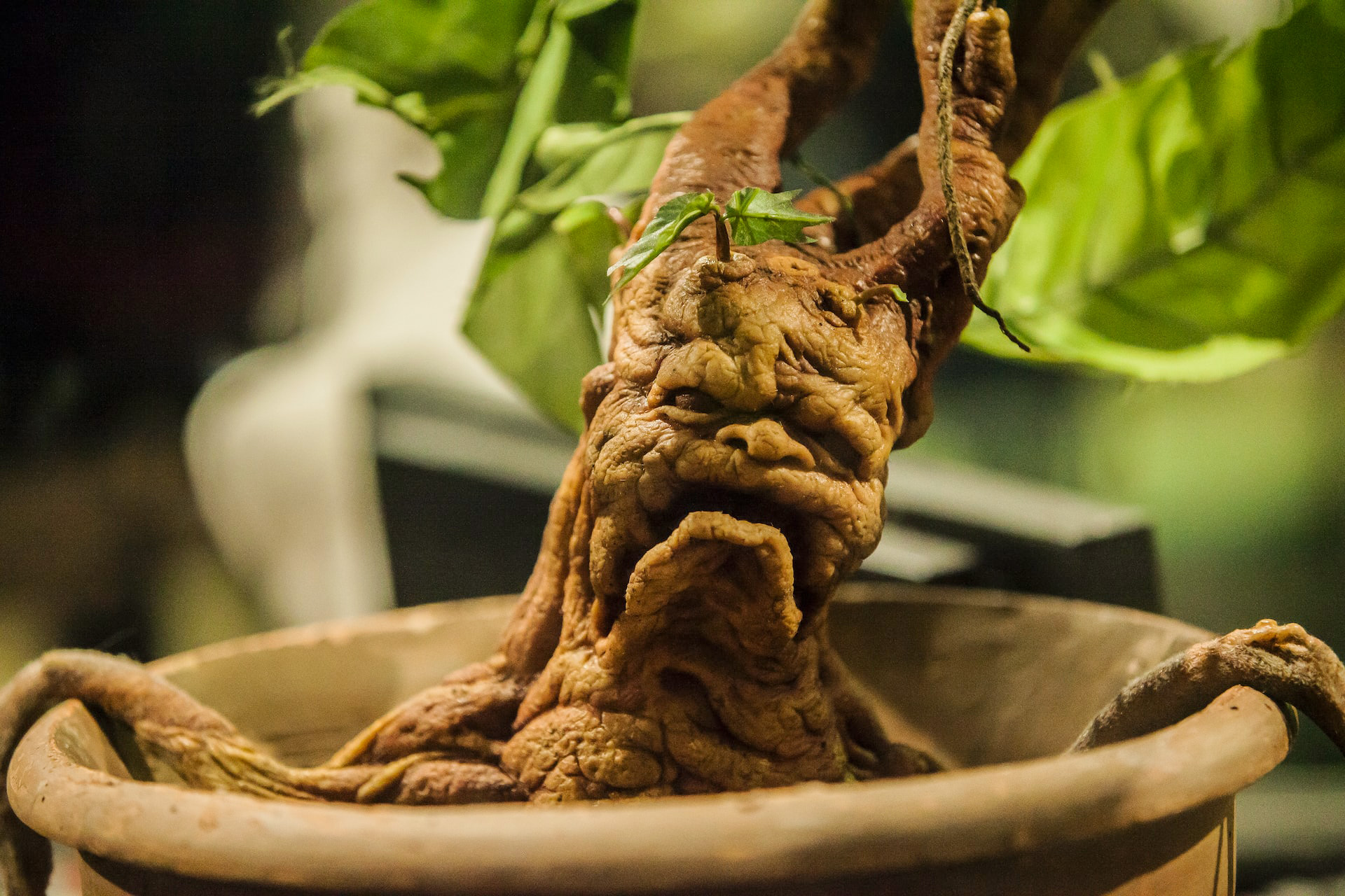 Mandrake plant exhibit at Harry Potter Studio, London.