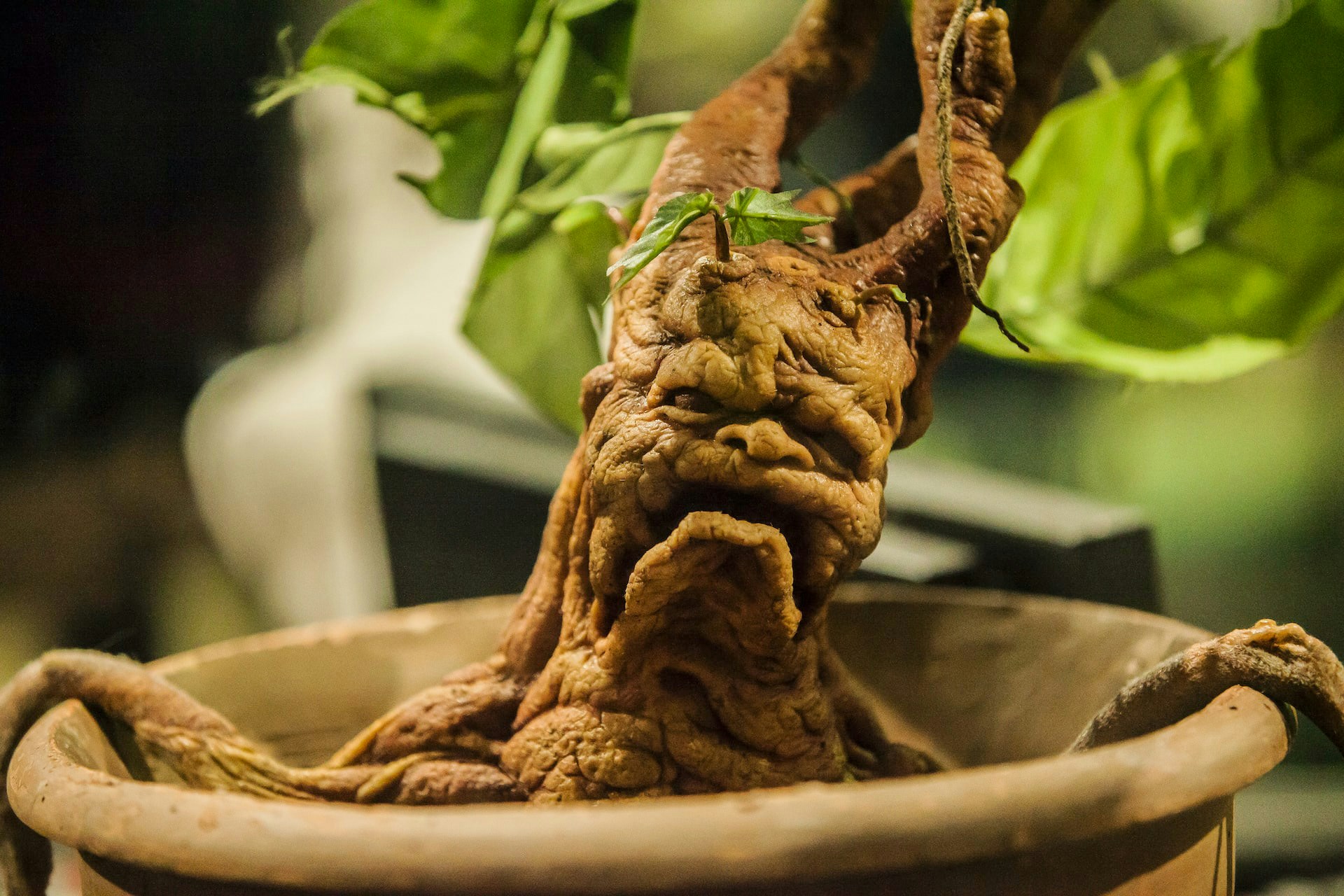 Mandrake plant exhibit at Harry Potter Studio, London.