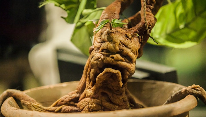 Mandrake plant exhibit at Harry Potter Studio, London.