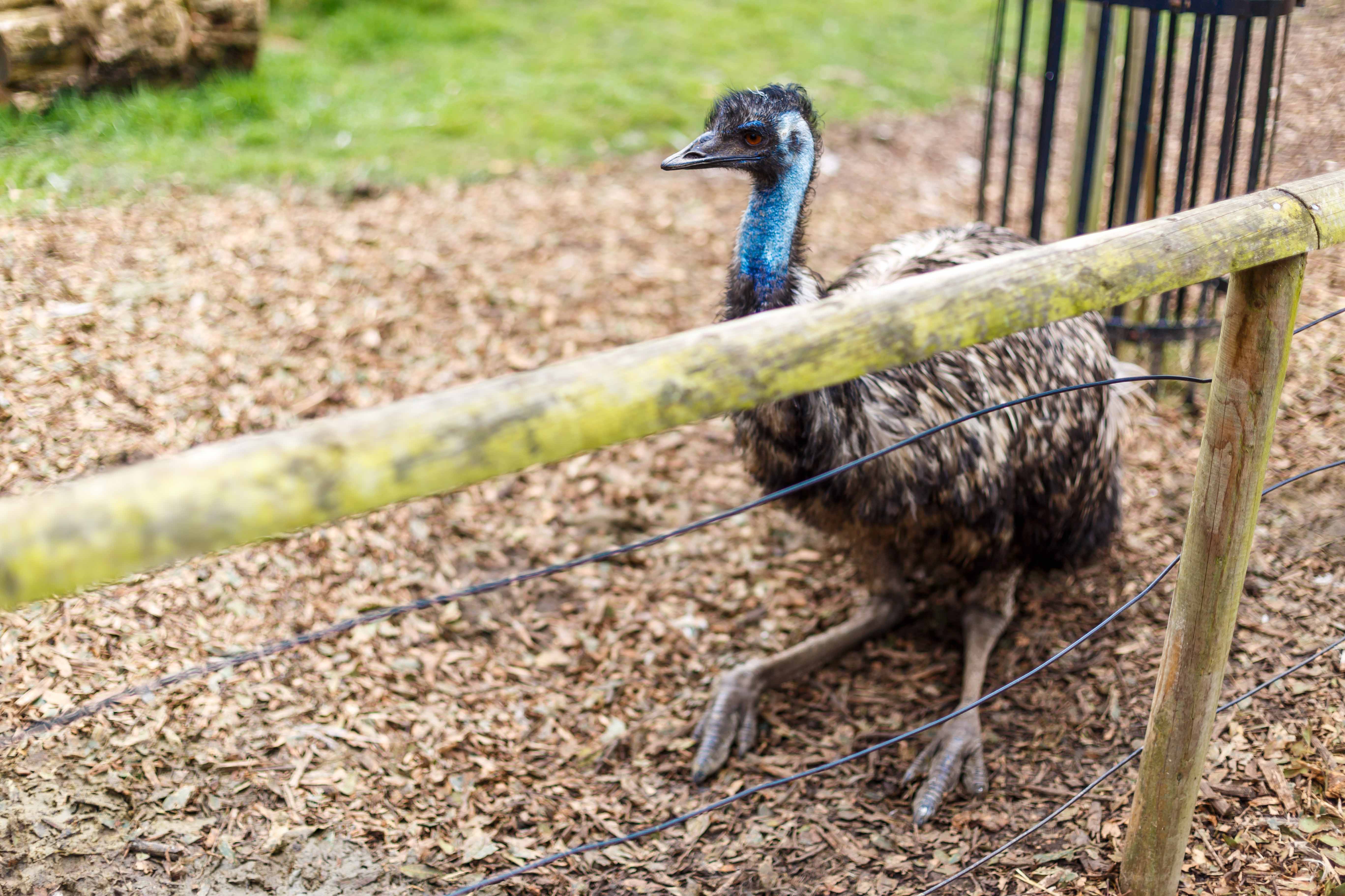 Emu behind a fence at Battersea Park Children’s Zoo.