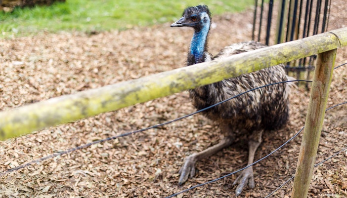 Emu behind a fence at Battersea Park Children’s Zoo.