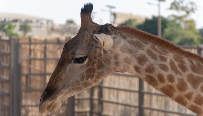giraffe feeding dubai safari park