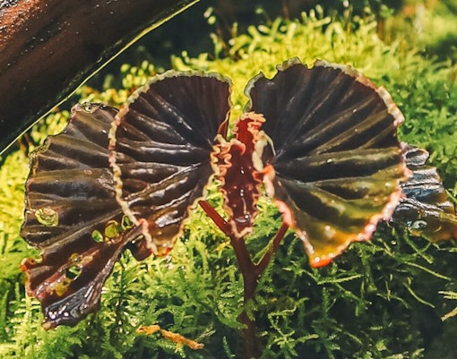 Gardens by the Bay Opening Hours