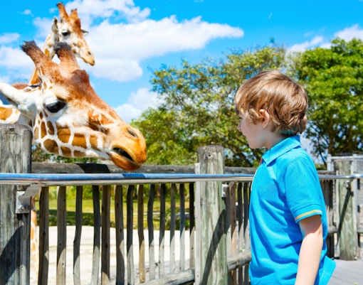 Best Time to Visit - Dubai Safari Park
