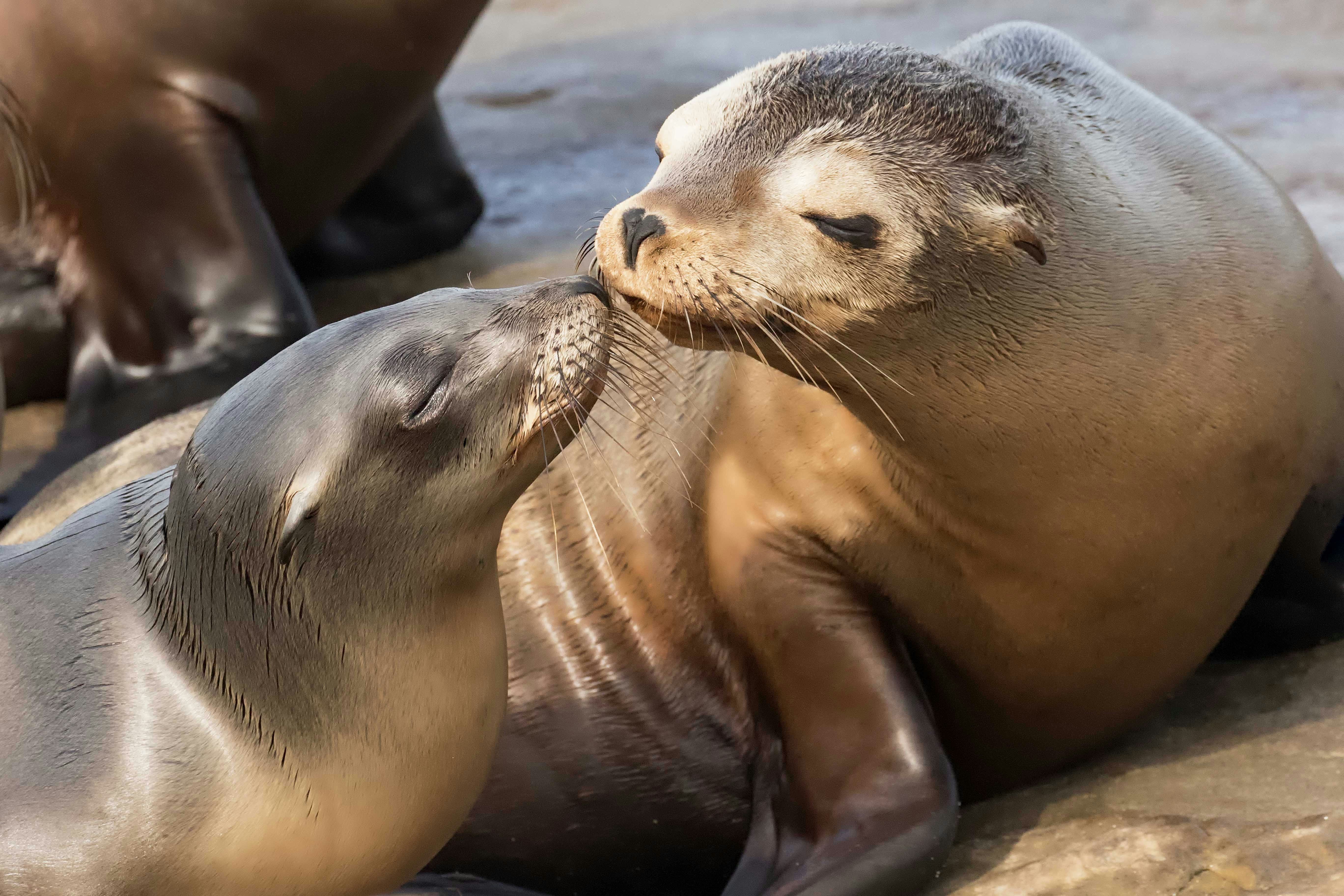 Sea lions interacting at Terra Natura Zoo.