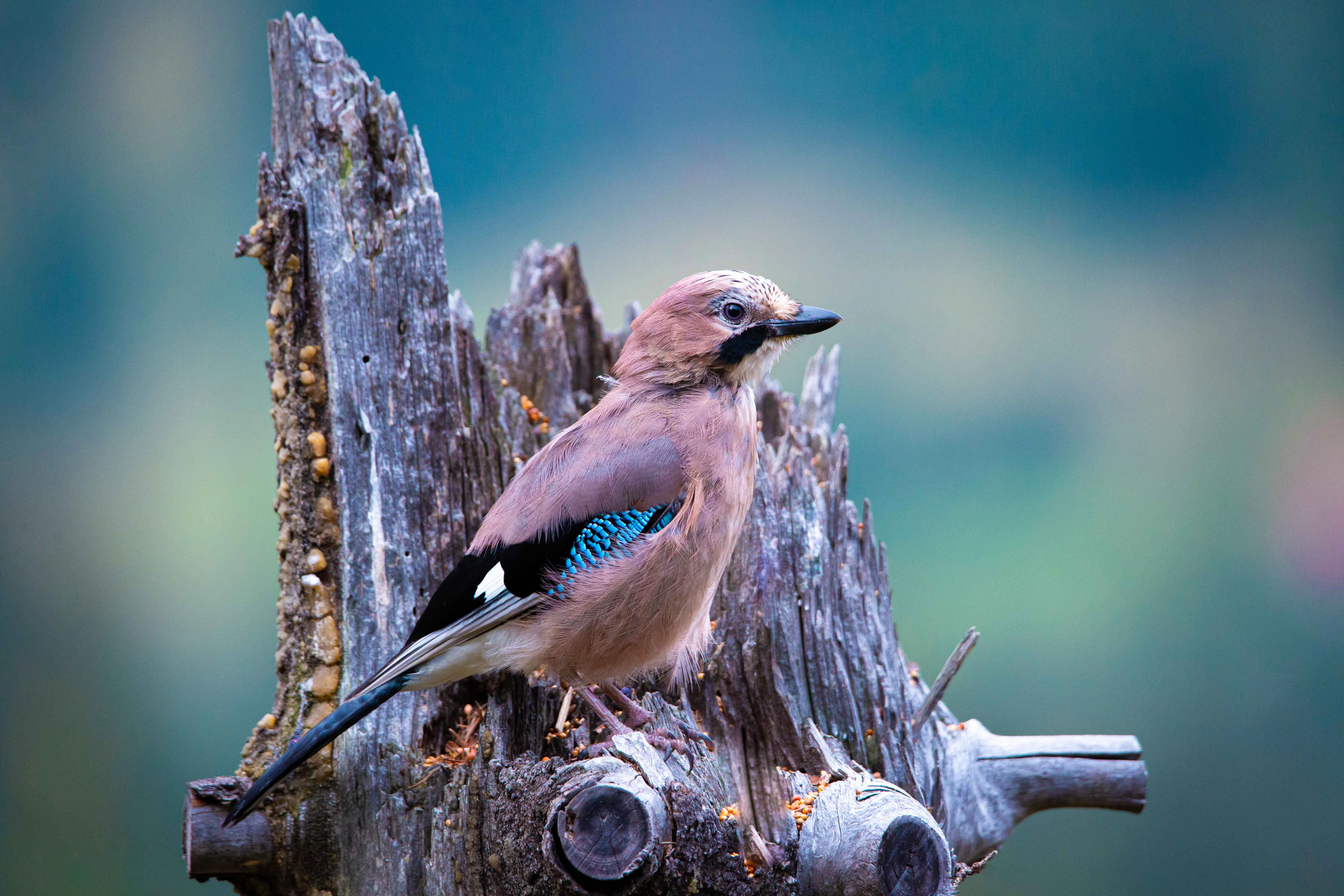 Bird perched on a tree stump at Healesville Sanctuary.