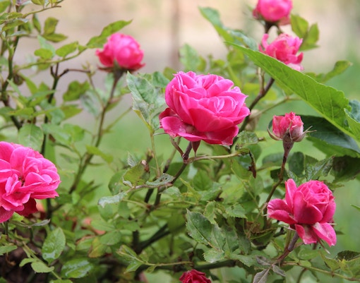 Savill Garden