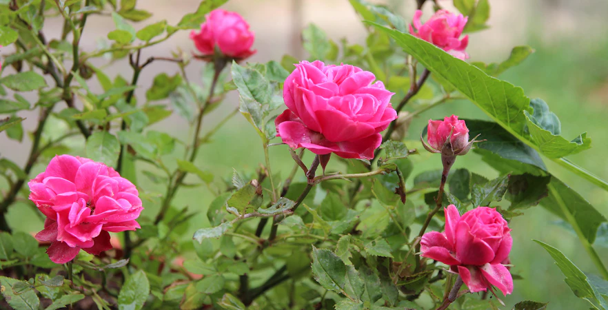 Pink roses blooming in Savill Garden, surrounded by green foliage.
