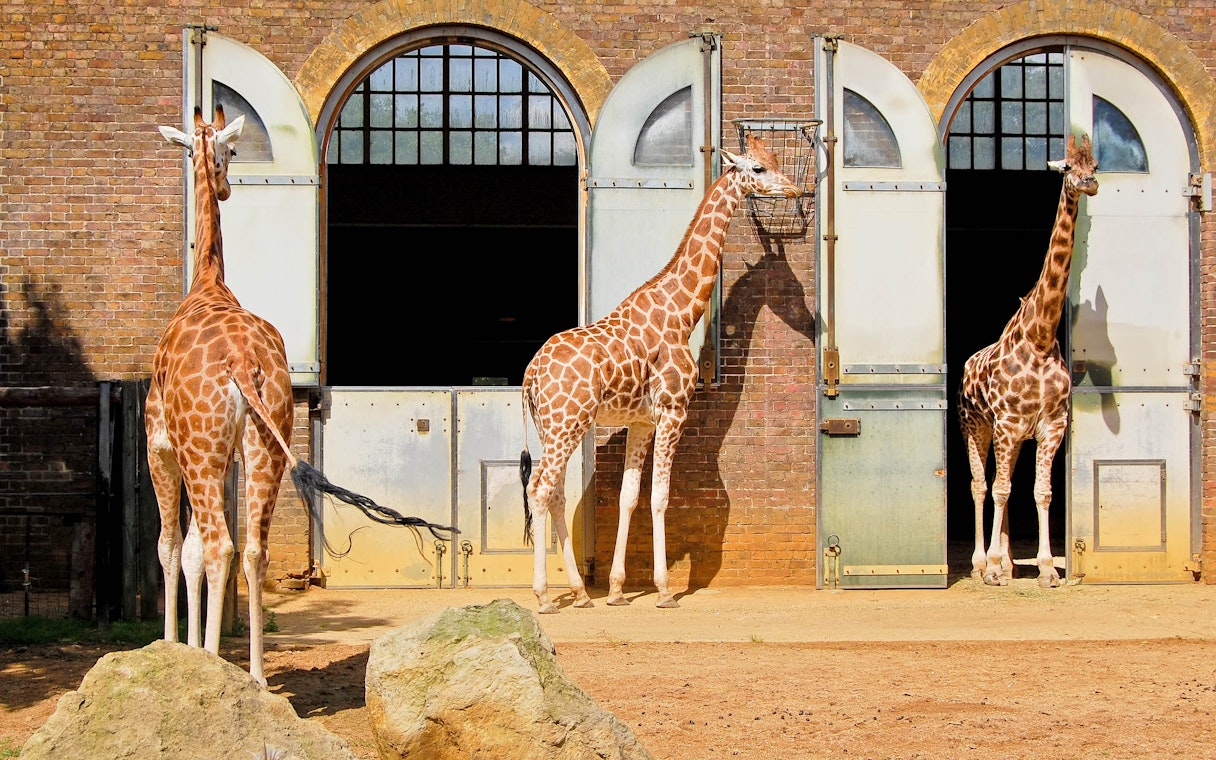 Giraffes standing outside enclosures at the London Zoo.