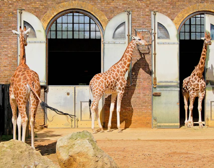 Giraffes standing outside enclosures at the London Zoo.