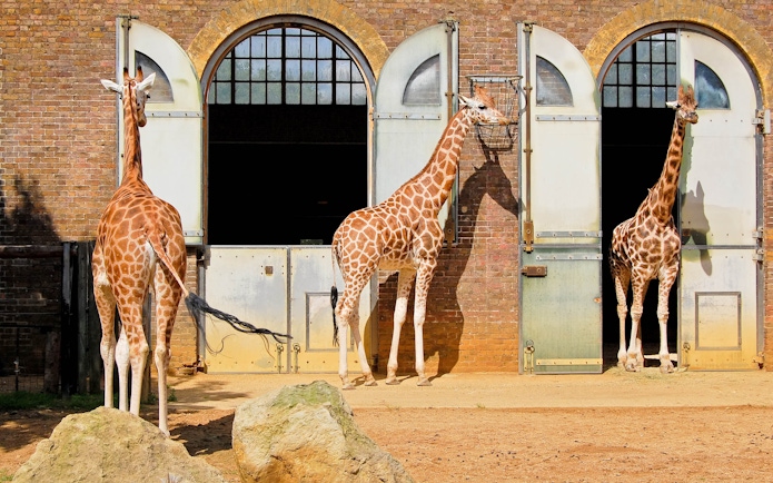 Giraffes standing outside enclosures at the London Zoo.