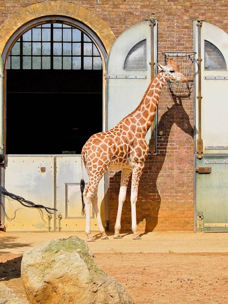 Giraffes standing outside enclosures at the London Zoo.