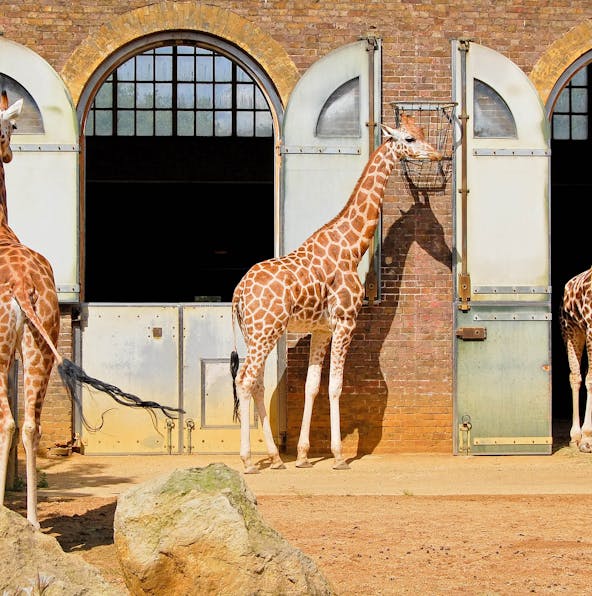 Explore the world’s oldest scientific zoo in London!