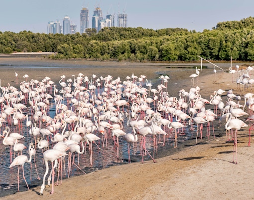 Flamingos wading in Ras Al Khor Wildlife Sanctuary, Dubai