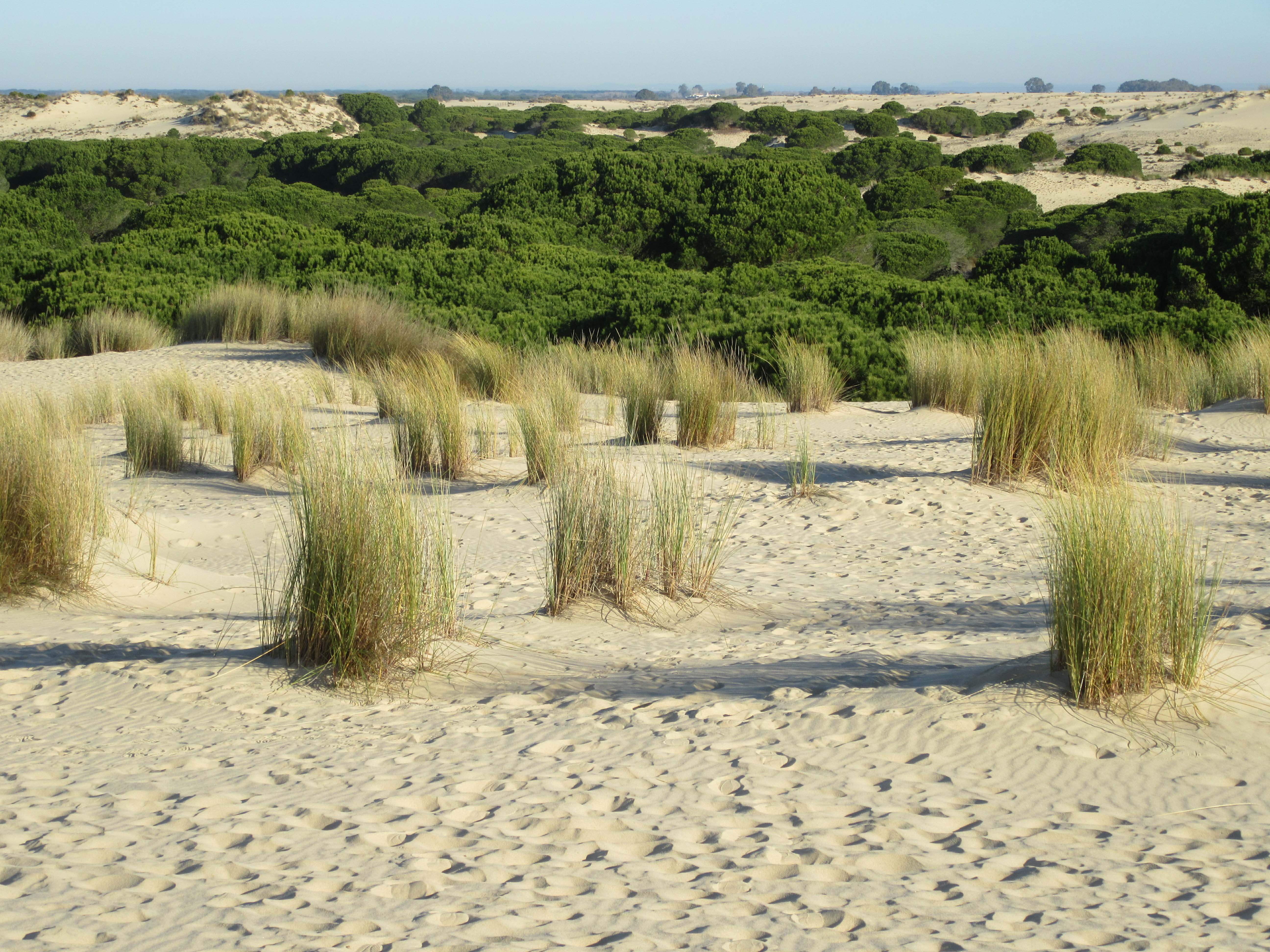 Parque nacional doñana