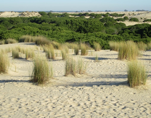 Parque nacional doñana