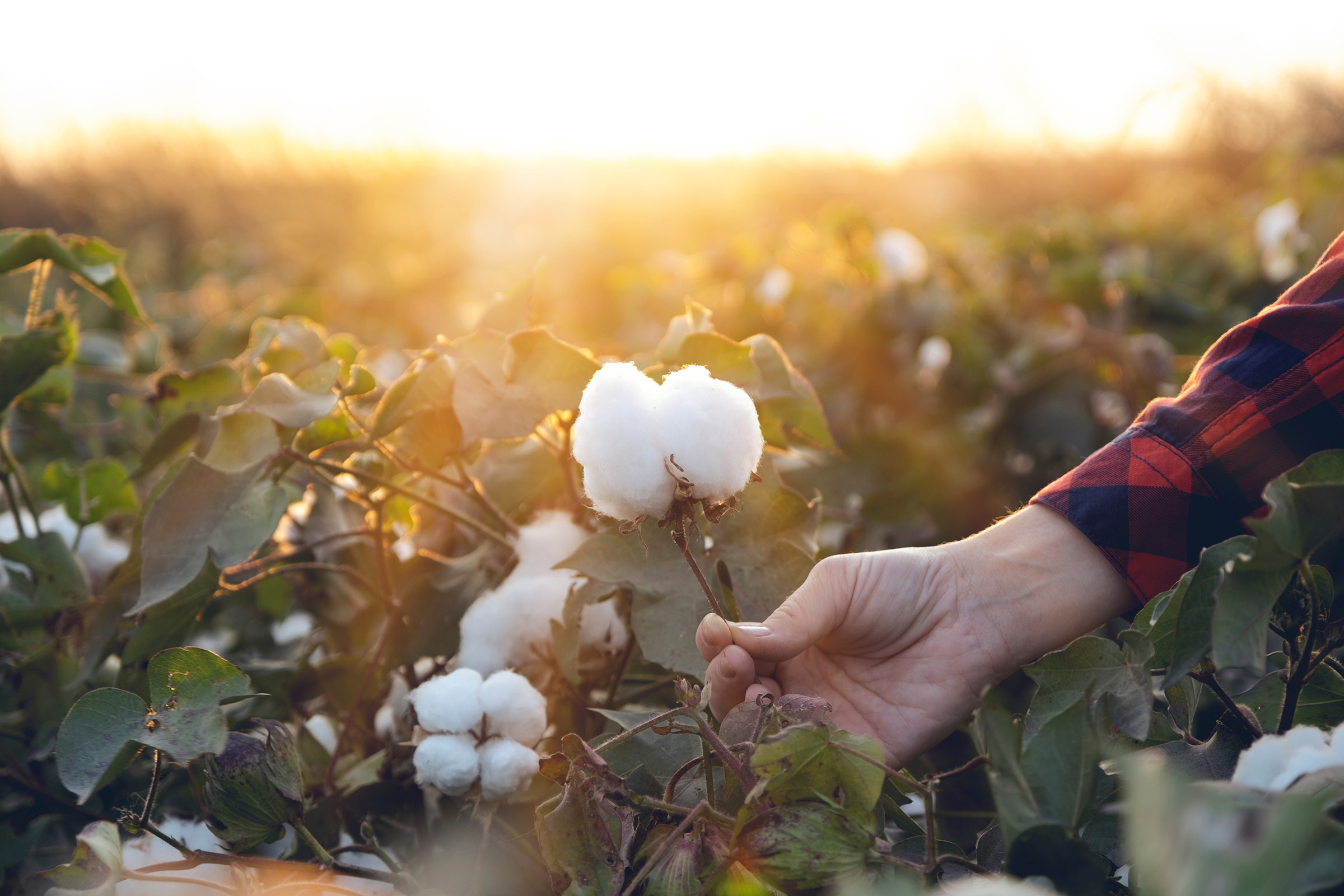 Cotton plant at Hash Marihuana & Hemp Museum, showcasing hemp's historical significance.