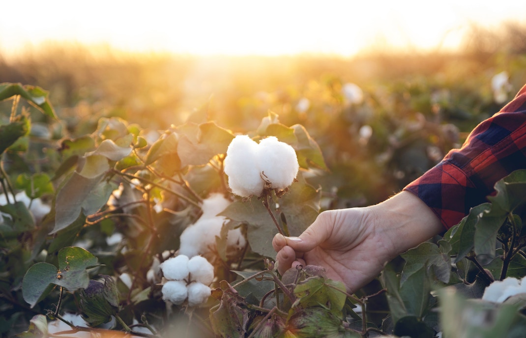 Cotton plant at Hash Marihuana & Hemp Museum, showcasing hemp's historical significance.