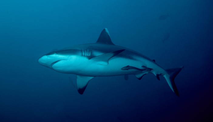 Maru Koala & Animal Park tickets