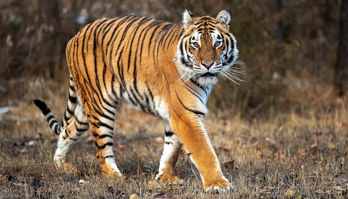 Lost World of Tambun Zones