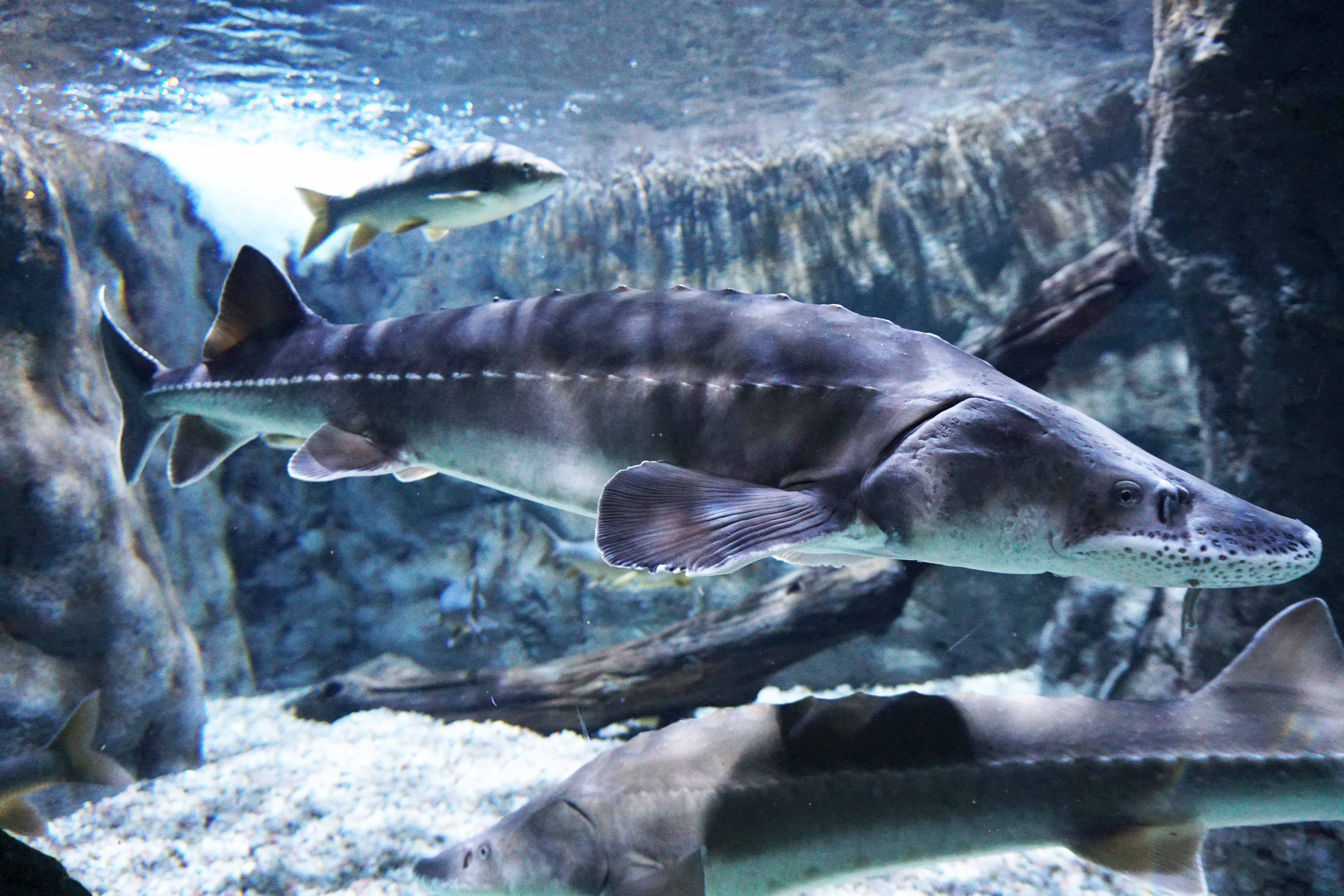 Aquário de Sevilha - Rio Guadalquivir