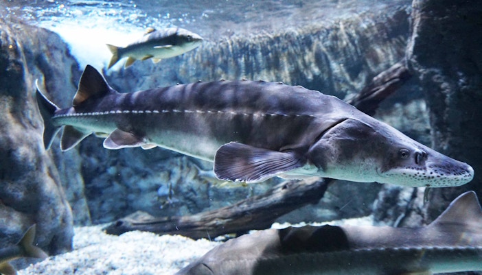 Aquário de Sevilha - Rio Guadalquivir