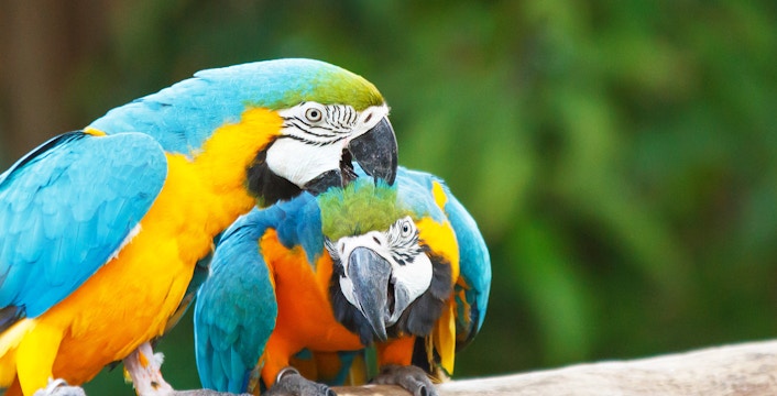 Children observing colorful parrots at Bali Bird Park