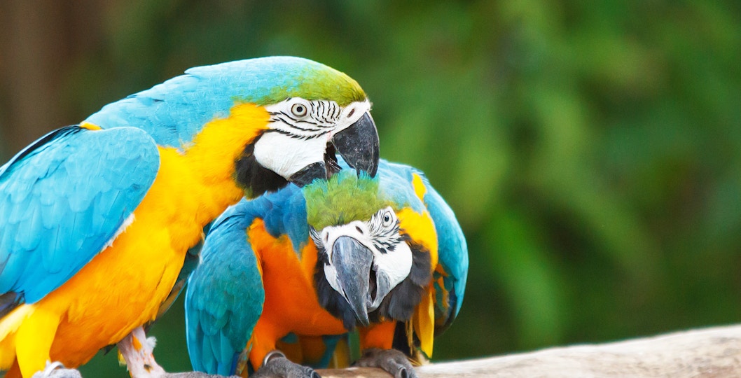 Children observing colorful parrots at Bali Bird Park